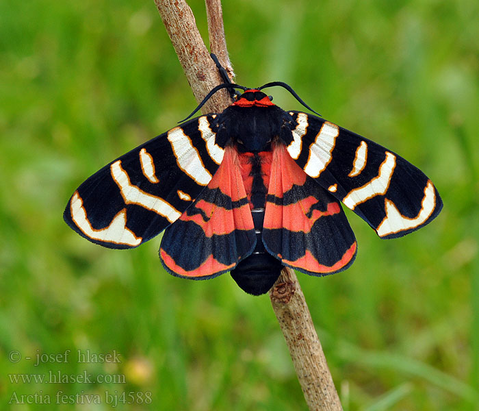 Arctia hebe festiva Eucharia Ammobiota Hebe Tiger Moth