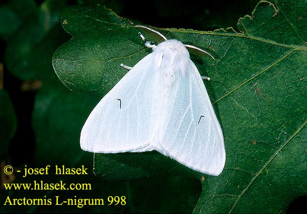 Arctornis l-nigrum Black V Moth Schwarzes L Bekyně černé L