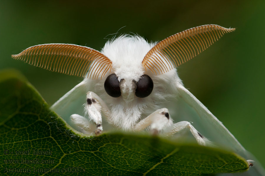 Zwarte l-vlinder Hakavillakas エルモンドクガ Arctornis l-nigrum
