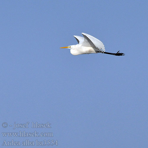 Egretta alba Great White Egret Silberreiher Grande Aigrette