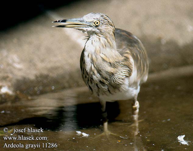 Ardeola grayii Indian Pond Heron Rishejre Riisihaikara