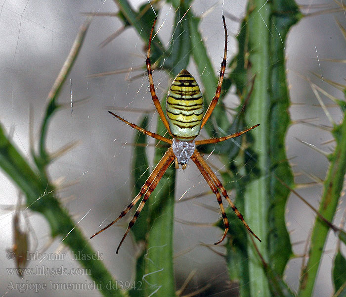 Argiope bruennichi Wespspin Wasp Spider Tiger