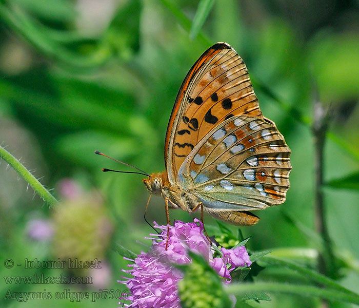 Ezüstös gyöngyöházlepke Feuriger Perlmutterfalter Dostojka adype Argynnis adippe