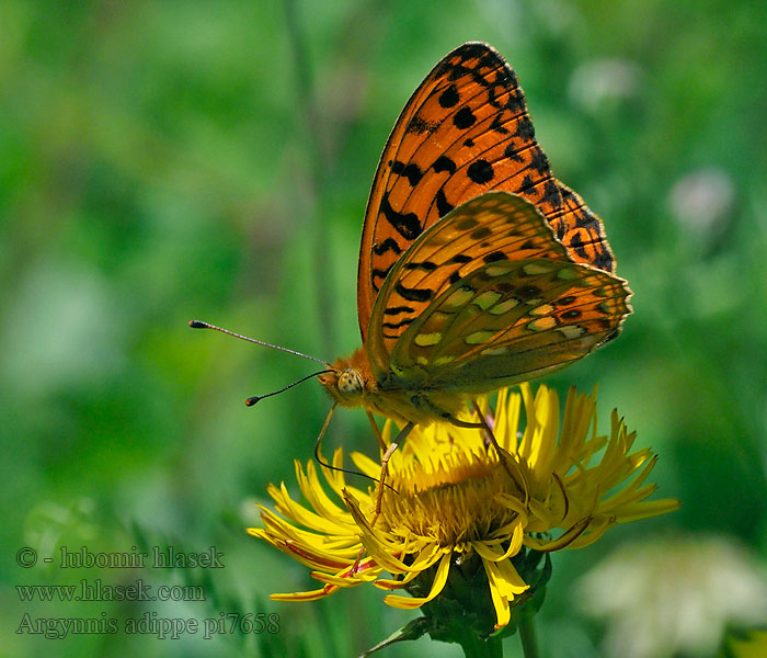 Fabriciana High Brown Fritillary moyen nacré Argynnis adippe