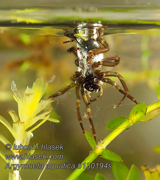 Водяной паук Argyroneta aquatica