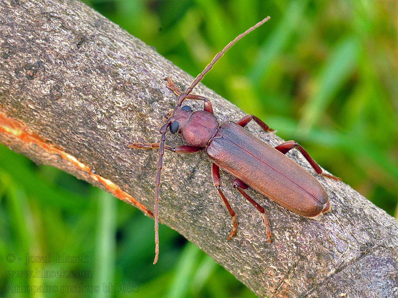 Long-horn beetle Arhopalus rusticus