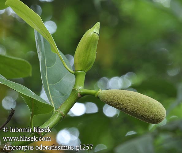 Artocarpus odoratissimus Chlebowiec Tarap Marang