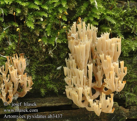Artomyces pyxidatus Clavicorona pyxidata Crown Coral