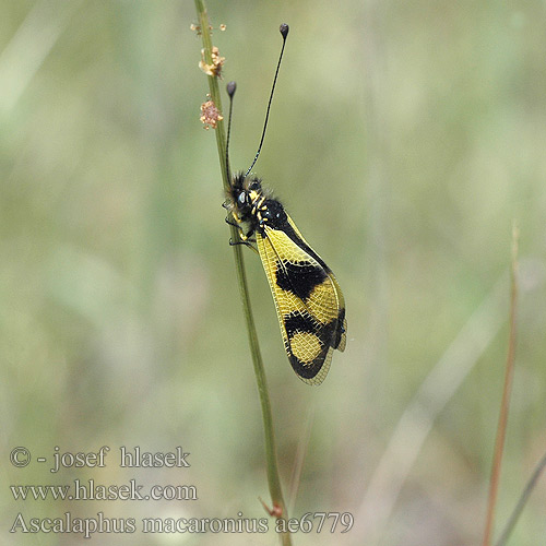 Ascalaphus macaronius Rablópille Brauner Schmetterlingshaft