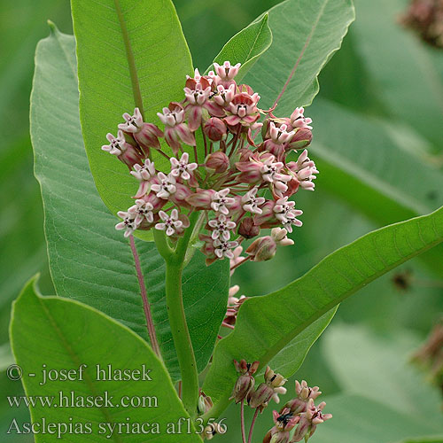 Asclepias syriaca Common milkweed Kæmpesilkeplante Kæmpe-silkeplante