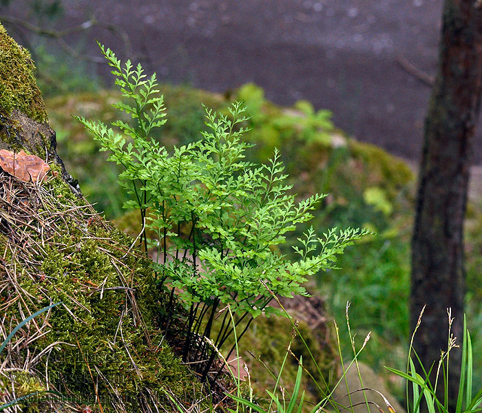 Zanokcica klinowata Sleziník hadcový Asplenium cuneifolium