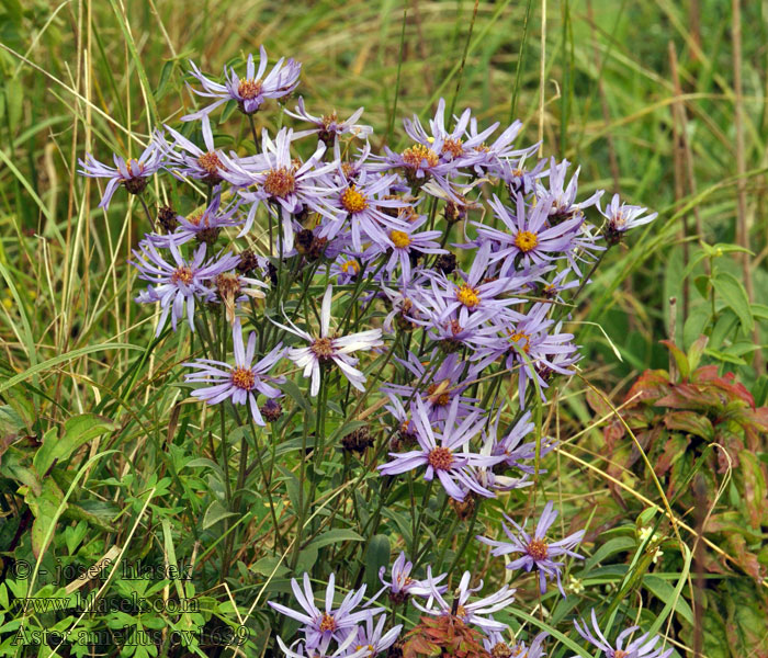 Hvězdnice chlumní Aster amellus