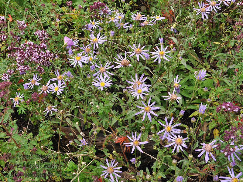 Aster amellus Hvězdnice chlumní