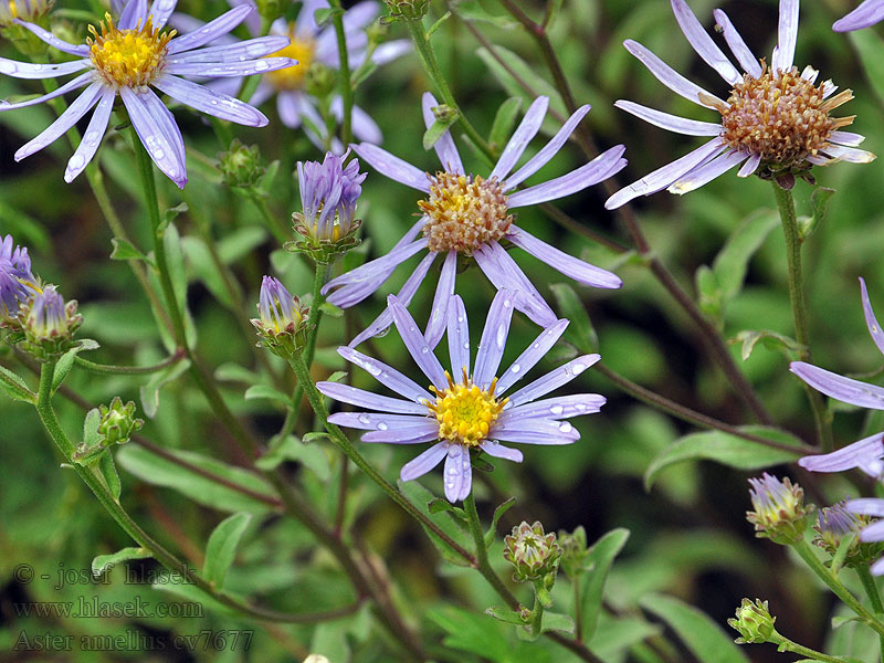 Aster amellus Csillagőszirózsa Hvězdnice chlumní