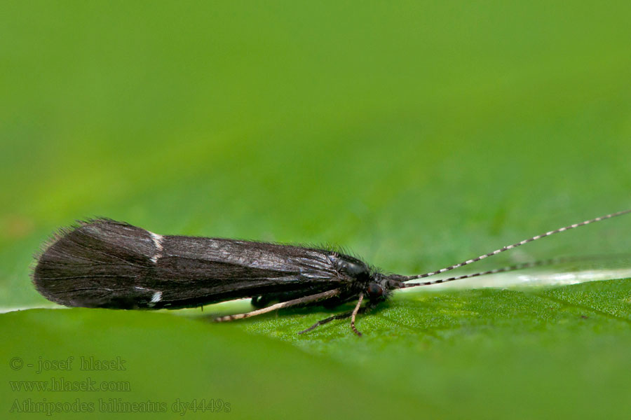 Athripsodes bilineatus