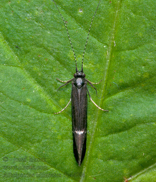 Athripsodes bilineatus