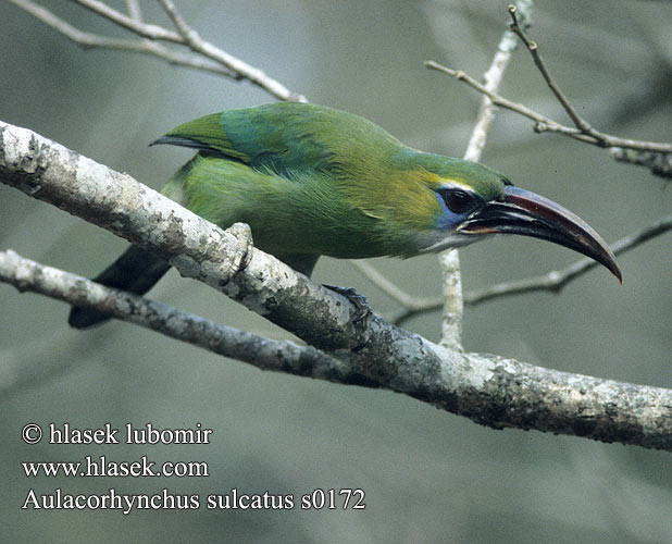 Aulacorhynchus sulcatus s0172