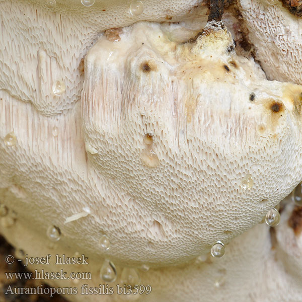 Aurantioporus fissilis bi3599