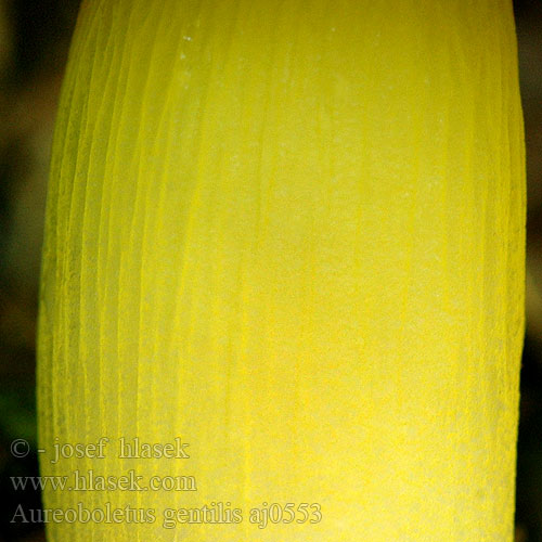 Aureoboletus gentilis Bolet cramoisi Lepljivi zlatopor