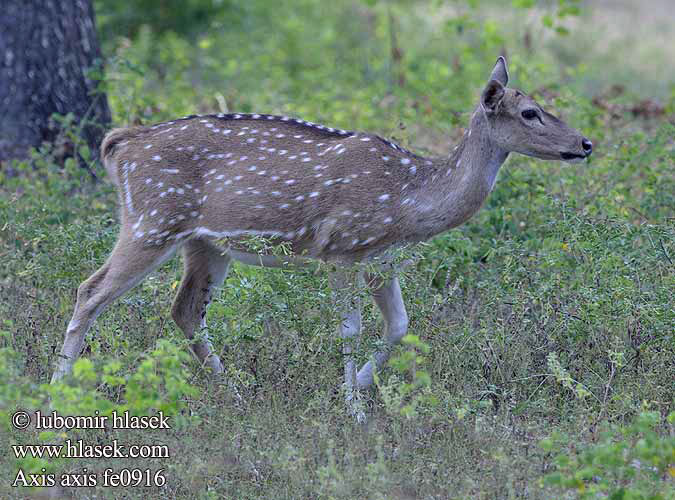 Axis axis Chital Cheetal deer spotted Axishirsch Cerf axis Aksis