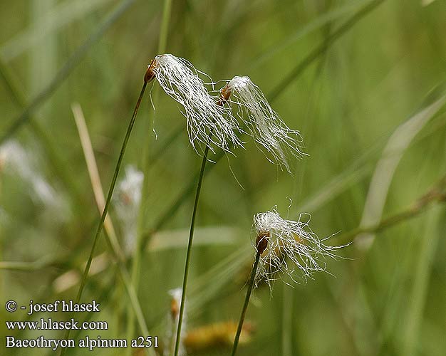 Baeothryon alpinum Alpine Cotton-grass Liden Karuld Soikkopää-suowilla