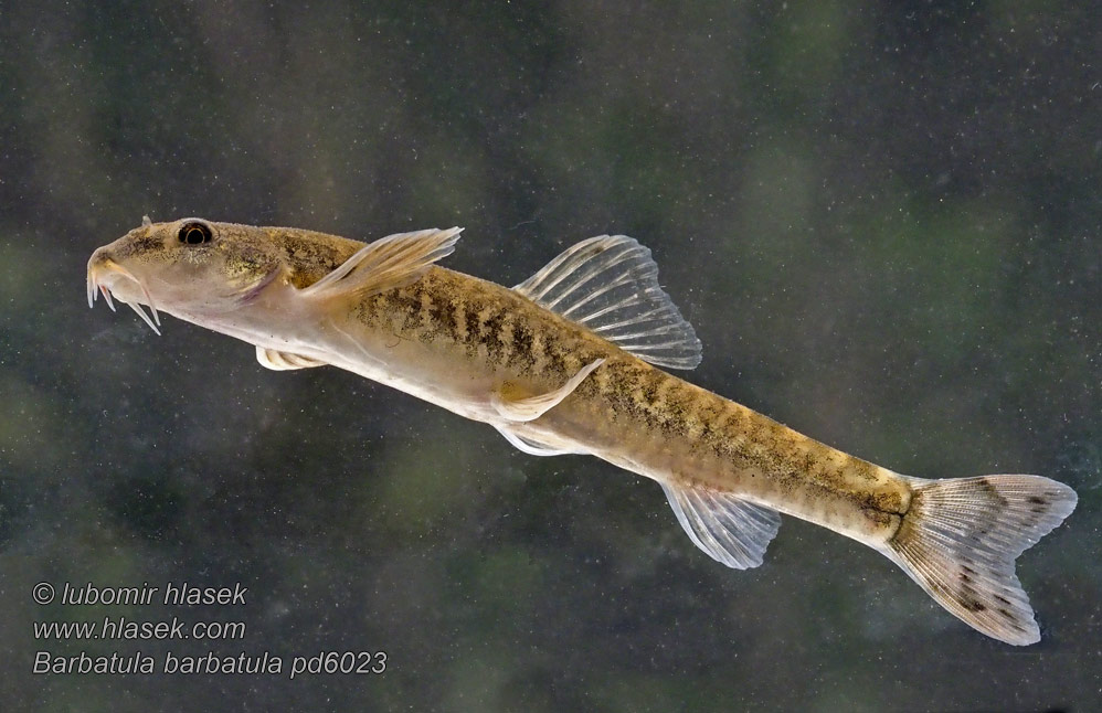 Noemacheilus barbatulus Stone loach Йăпăлтак Barbatula barbatula