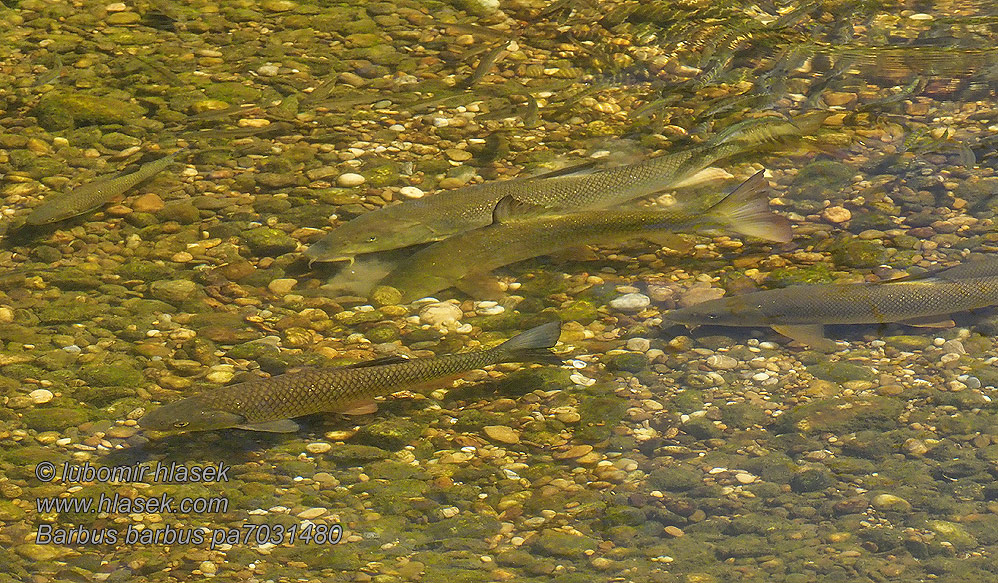 Common Barbel Barbus barbus