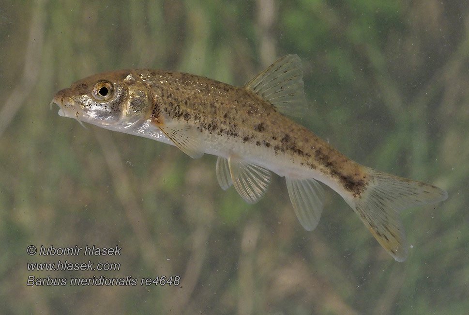 Pisztrángmárna Medelhavsbarb Barbo montaña Barbus meridionalis