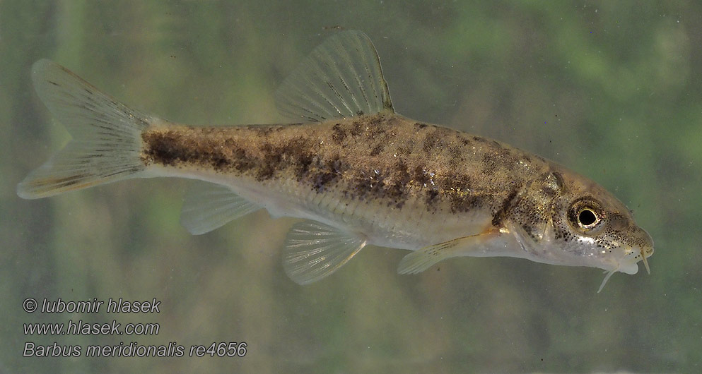 Parmička Parma středomořská Barbus meridionalis