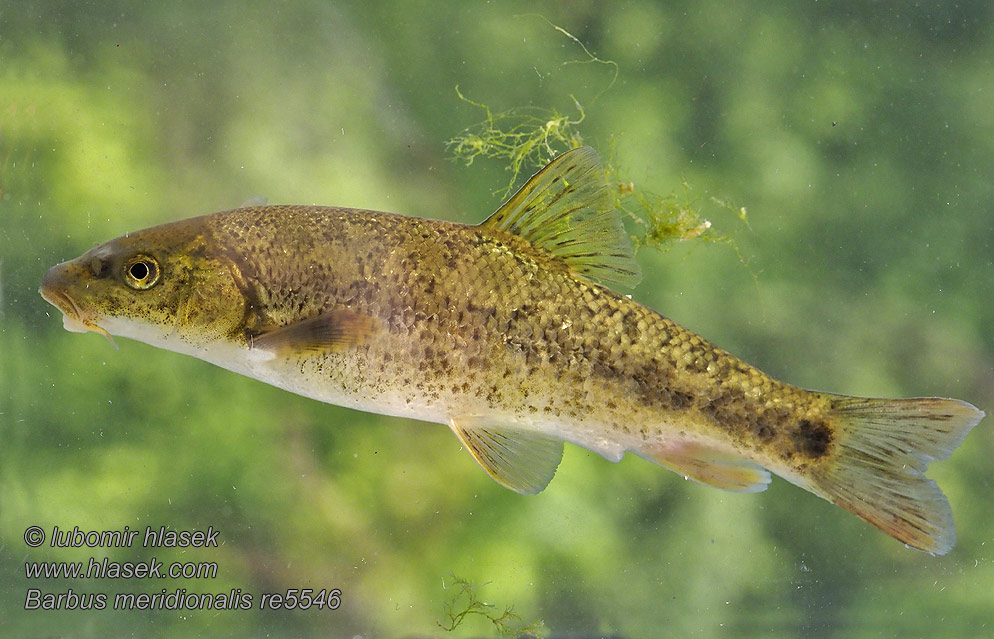 Barbus meridionalis Pisztrángmárna Medelhavsbarb Barbo montaña