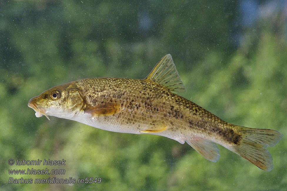 Barbus meridionalis Parma středomořská