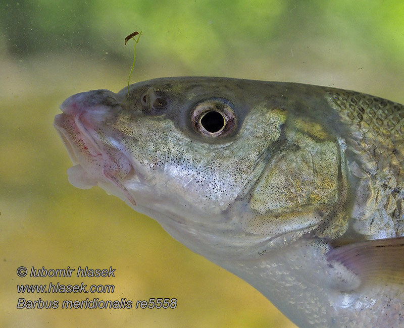 Barbus meridionalis Mediterranean barbel Parmička