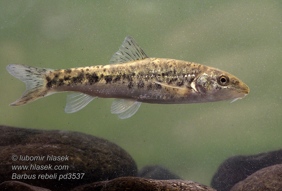 Mrena škvrnitá Barbus rebeli peloponnesius