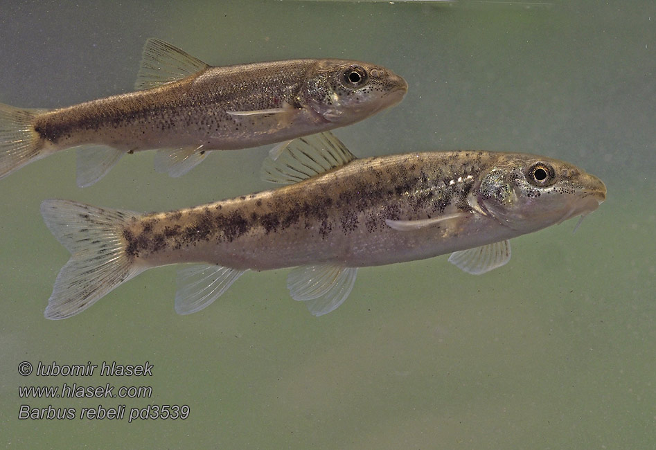 Western Balkan barbel Barbus rebeli peloponnesius