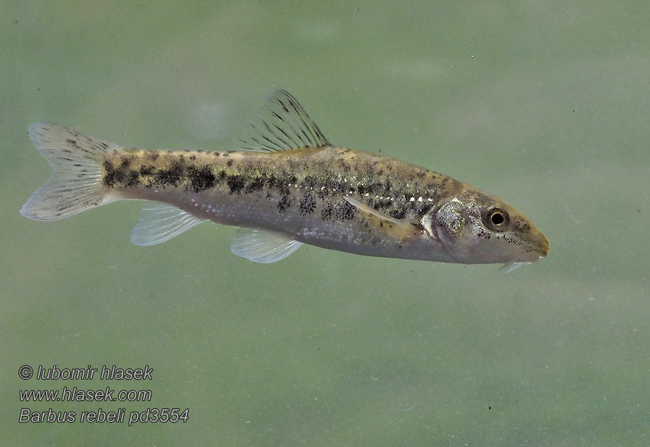 Barbus rebeli peloponnesius Mrena škvrnitá