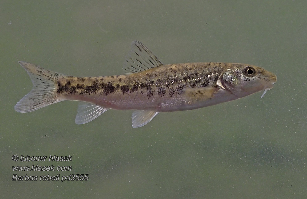 Barbus rebeli peloponnesius Western Balkan barbel Mrena škvrnitá