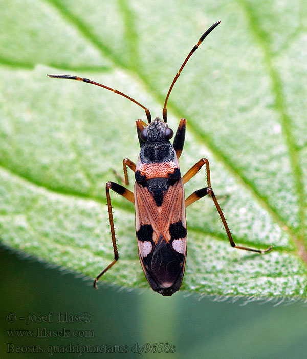 Beosus quadripunctatus