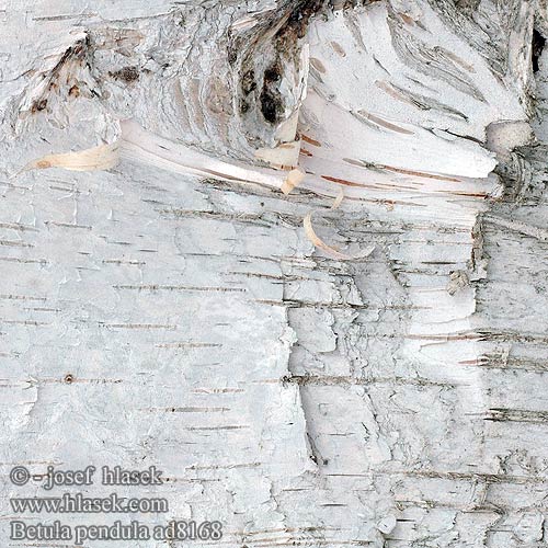 Betula pendula Birch tree Breza previsnutá Bříza bělokorá