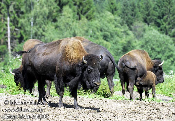 Bison bison American bison buffalo 美洲野牛