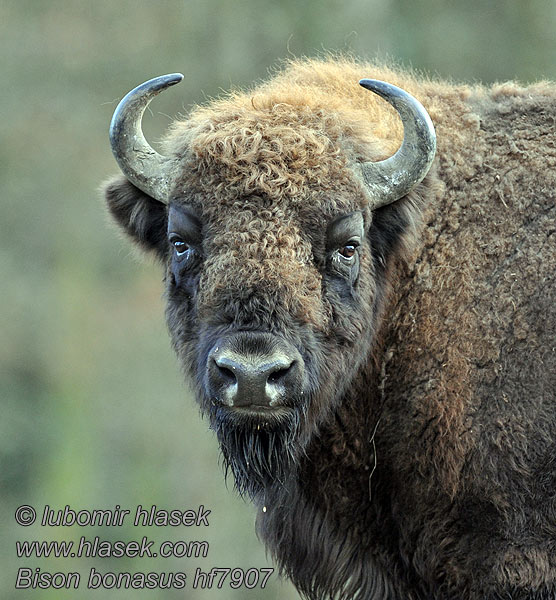 Bison bonasus ヨーロッパバイソン 欧洲野牛是 Bisonte europeo Európai bölény