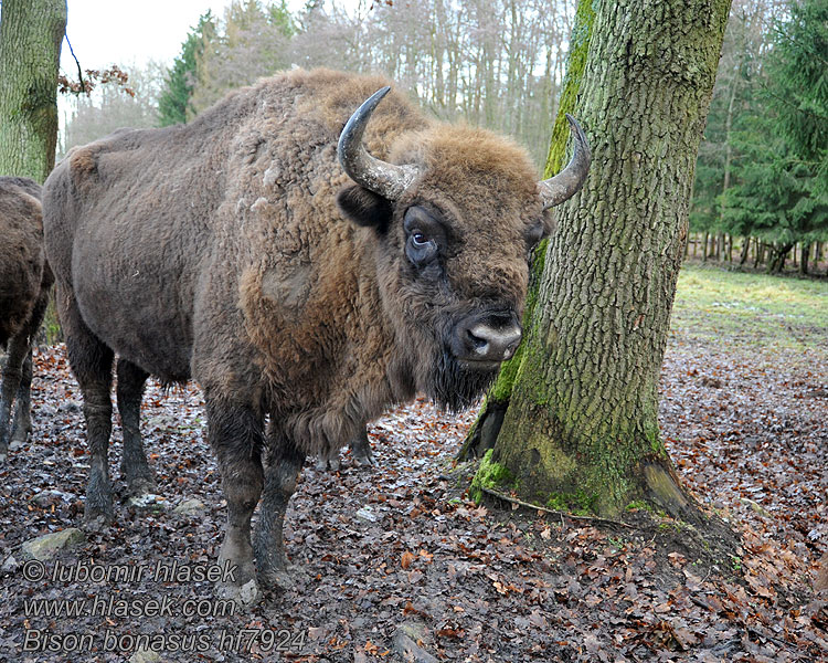 Bison bonasus Zimbru bizon European Zubar Avrupa bizonu