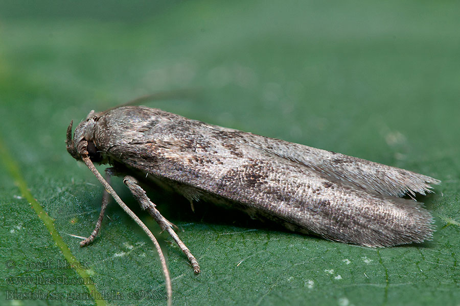 Blastobasis glandulella Acorn Moth