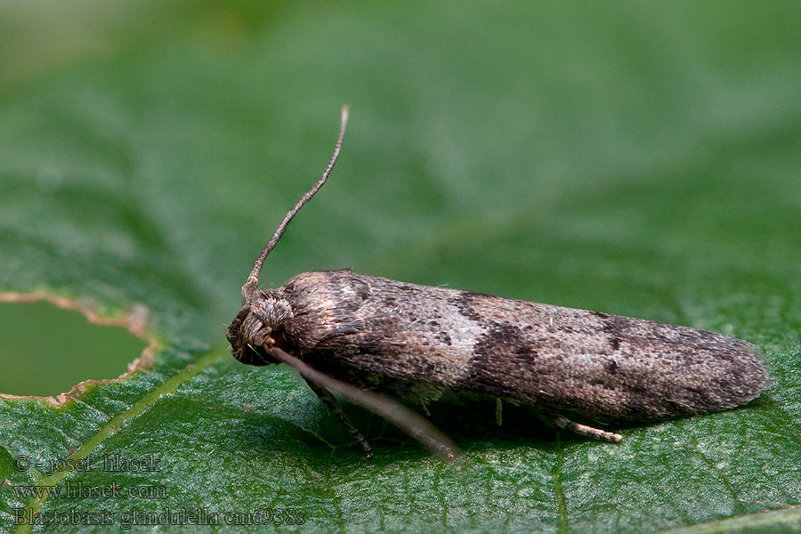 Acorn Moth Blastobasis glandulella