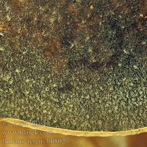 Бронзова манатарка Bronze-Rørhat βωλίτης