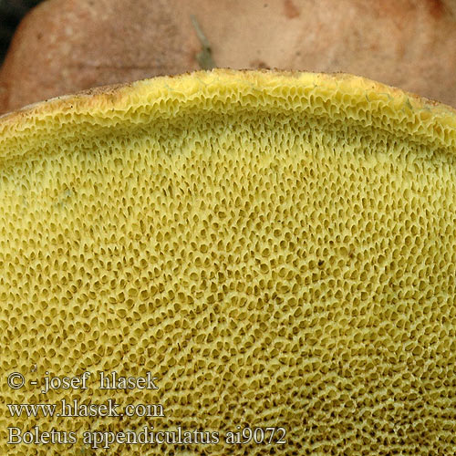 Boletus appendiculatus Borowik żółtobrązowy Butter Bolete