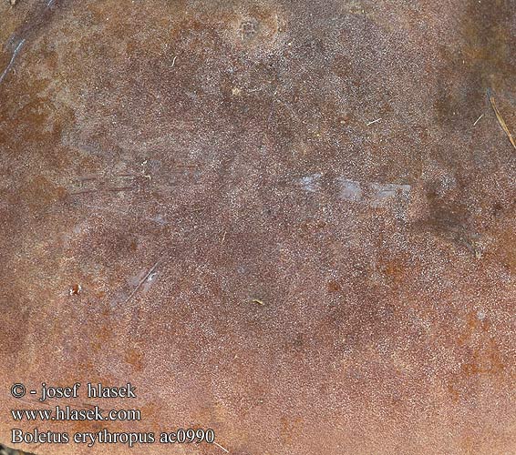 Boletus erythropus Flockenstielige Hexenröhrling Vörös tinóru