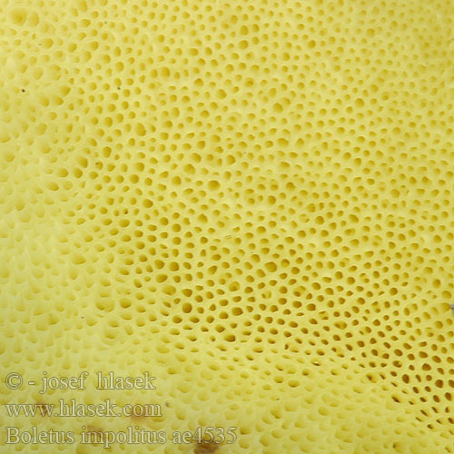 黄褐牛肝菌 Bleg Rørhat Kollane kivipuravik Boleto amarillento