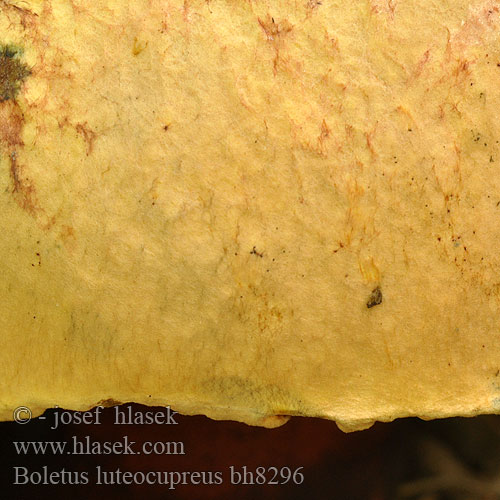Gelbhütiger Purpurröhrling Blaufleckender Boletus luteocupreus
