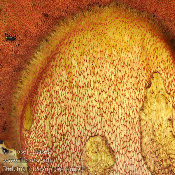 Bolet cuivré Boletus luteocupreus
