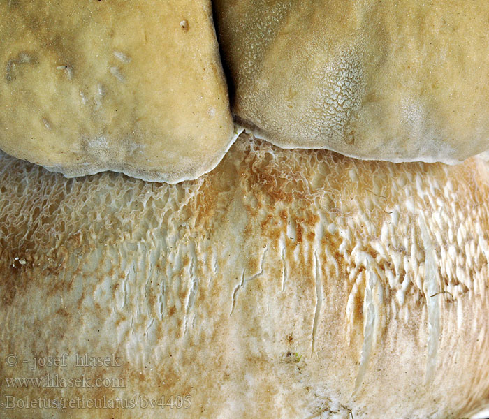 Boletus reticulatus aestivalis Sommer-Rørhat